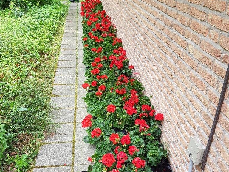 cropped-diverse-7.jpg Sträuße, Bepflanzungen_7